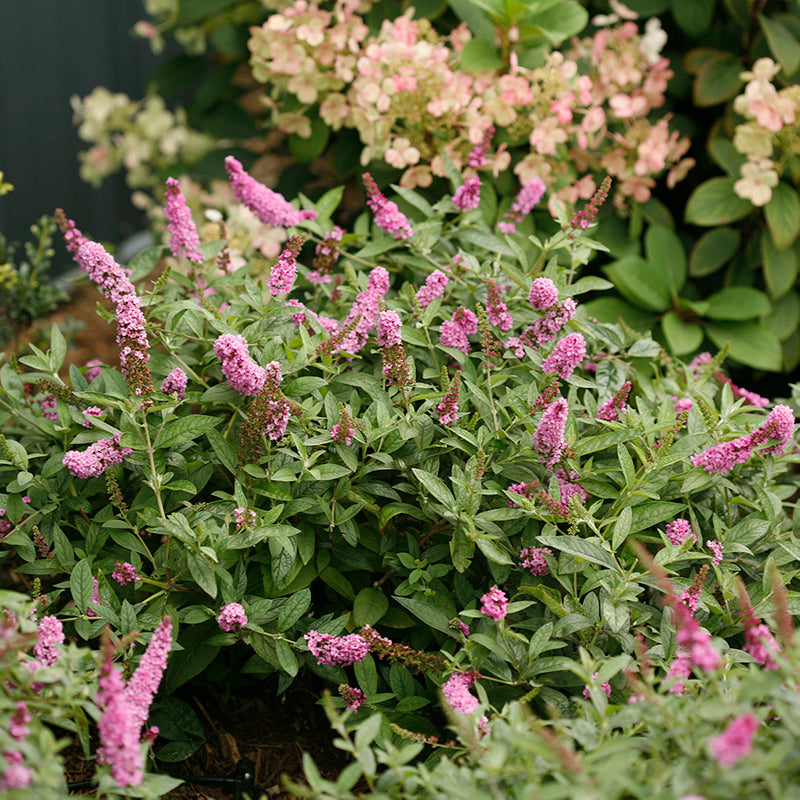 Lo & Behold® 'Pink Micro Chip' Butterfly Bush  is perfect for tucking into small spaces or adding to your favorite container.