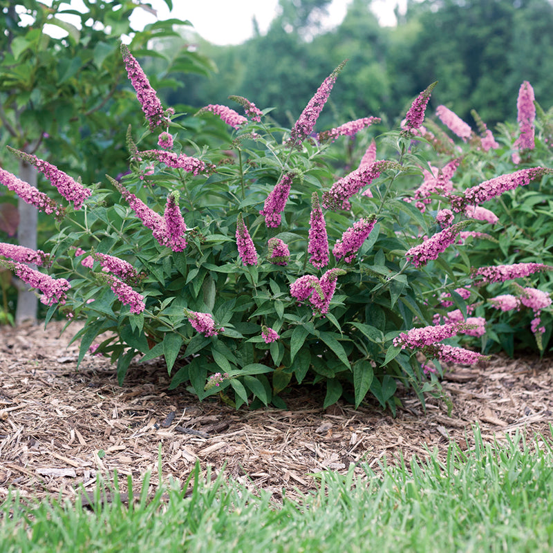 Lo & Behold® 'Pink Micro Chip' Butterfly Bush is adorned with pink flower spikes. 