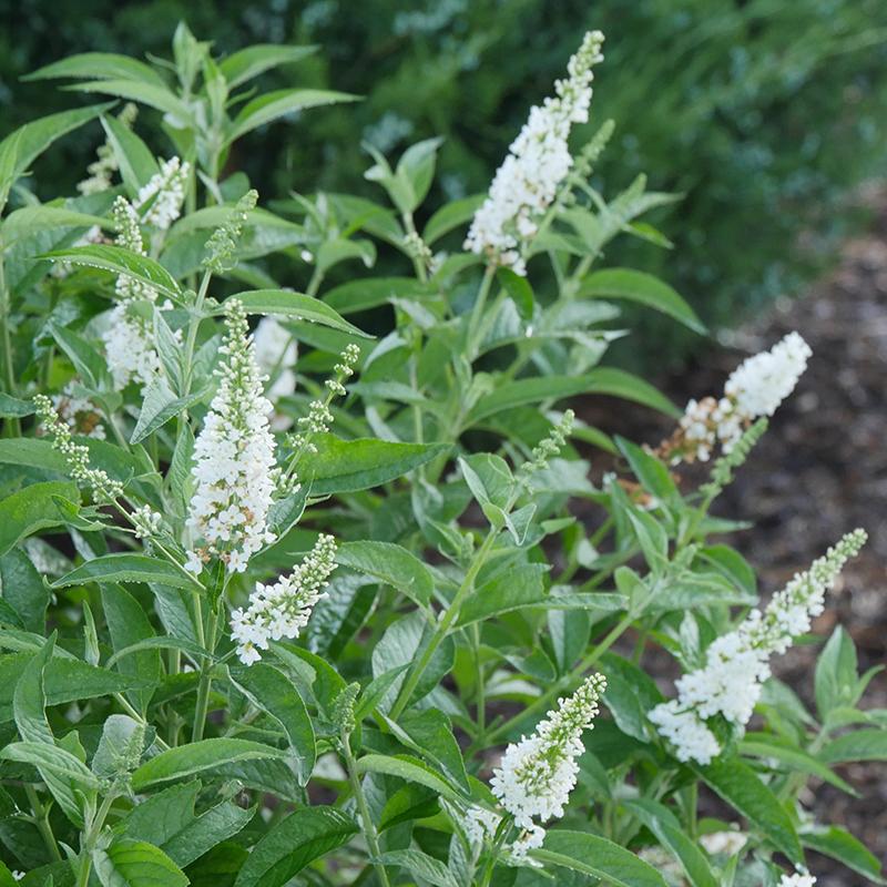 Close-up of Miss Pearl Butterfly Bush's showy, crisp white blooms. 