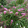 Buddleia Pugster Pinker replaces the original Pugster Pink with bigger blooms