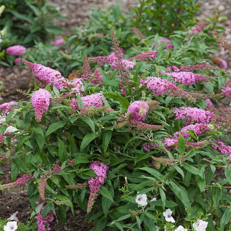 Buddleia Pugster Pinker replaces the original Pugster Pink with bigger blooms