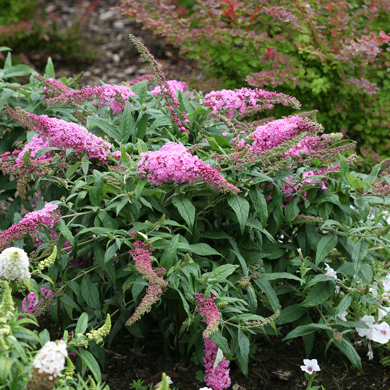 Pugster Pinker Butterfly Bush attracts hummingbirds and butterflies to your garden