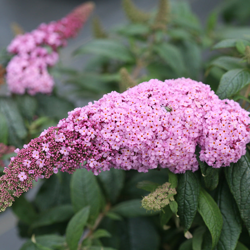 Pugster Pinker Butterfly Bush has lush pink blooms for months