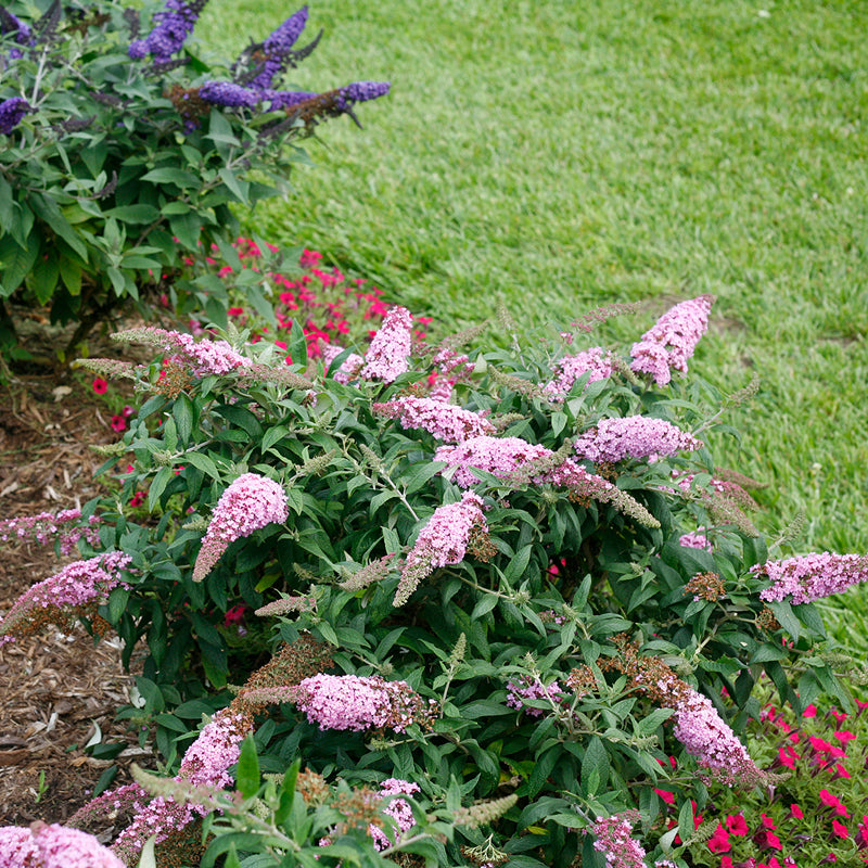 Buddleia Pugster Pinker is a space saving plant for sun and does well in containers