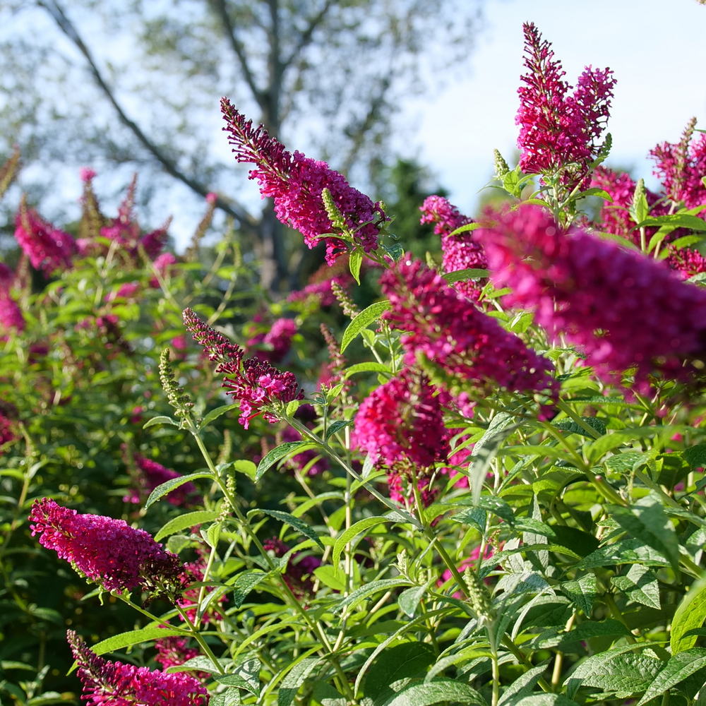  ‘Miss Molly’ butterfly bush has giant blooms are bursting with color!