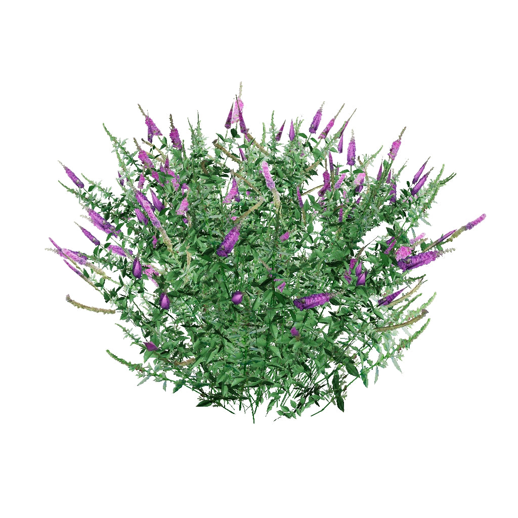 'Miss Violet' Butterfly Bush (Buddleia)