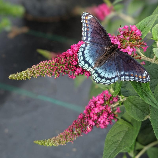 Buddleia_Lo_Behold_Ruby_Chip_1
