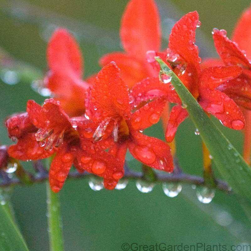 Close-up of fiery red tubular Lucifer Montbretia blooms with water droplets. 