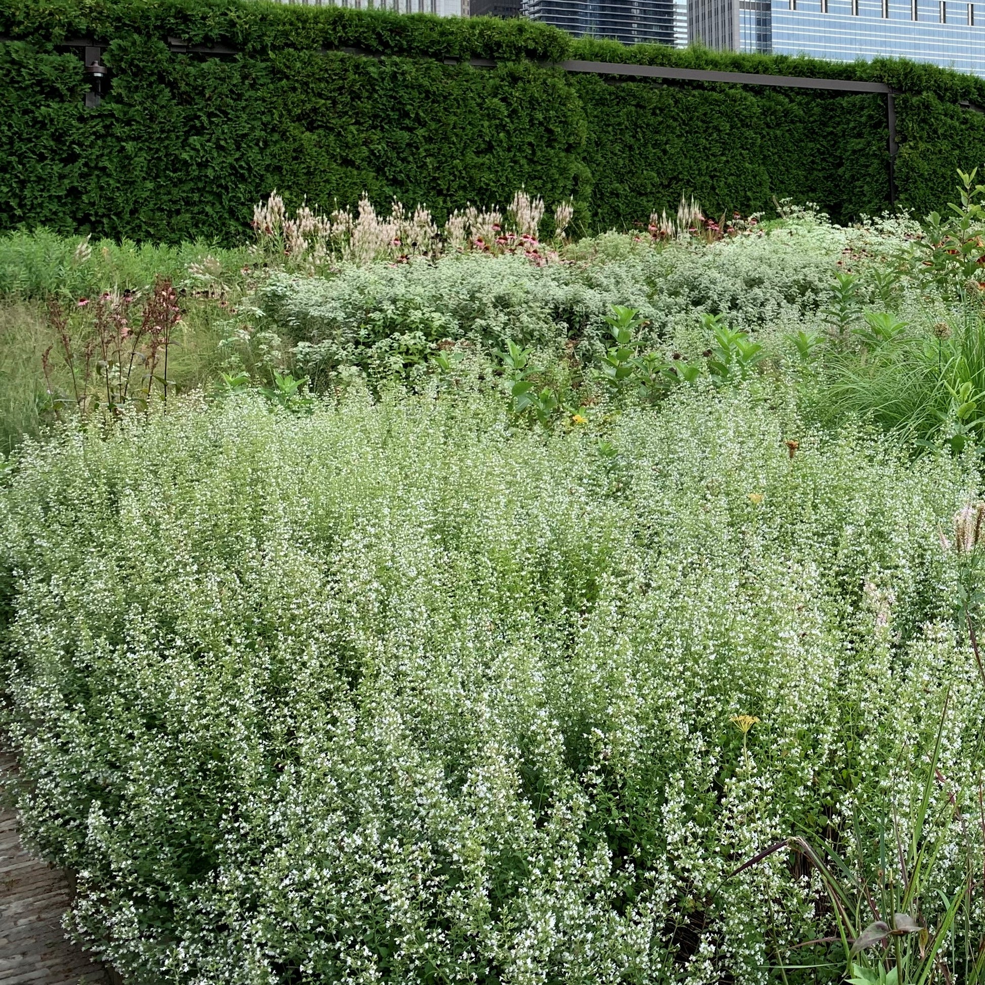Calamint with bushy foliage dotted with confetti-like white blooms in a garden. 
