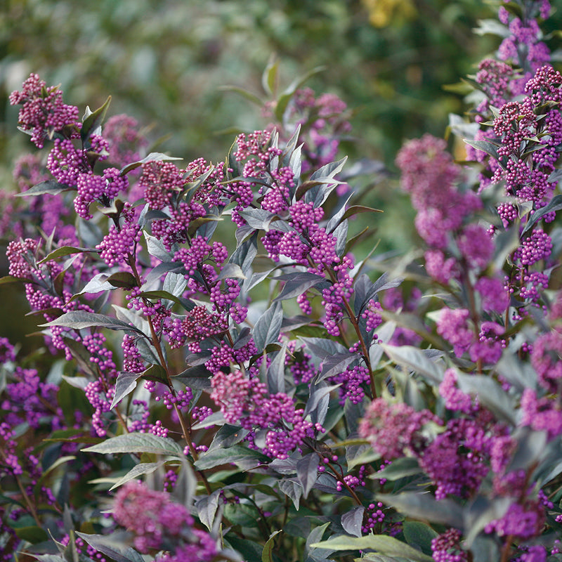 Great Garden Plants Pearl Glam Beautyberry
