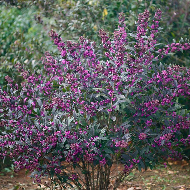 Great Garden Plants Pearl Glam Beautyberry - Thumbnail 3