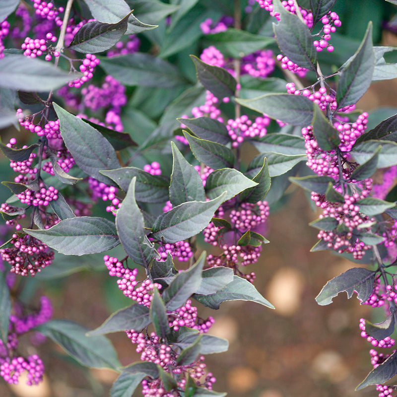 Great Garden Plants Pearl Glam Beautyberry - Thumbnail 2