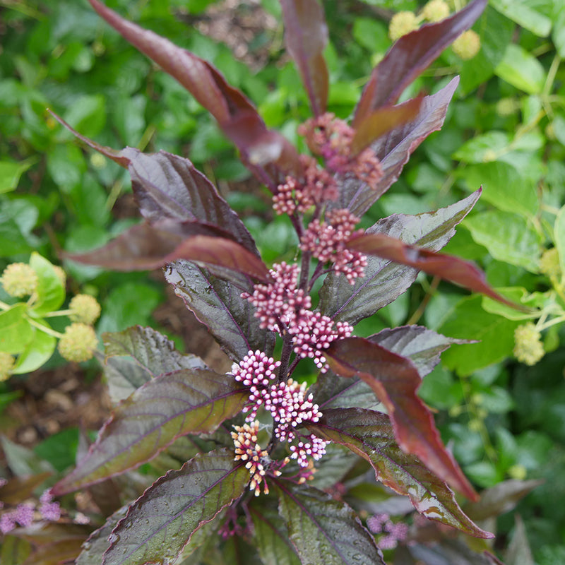 Great Garden Plants Pearl Glam Beautyberry - Thumbnail 4