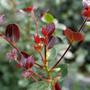 Just Chill Red Tip™ Camellia's new growth  is burgundy which adds color even when not flowering.