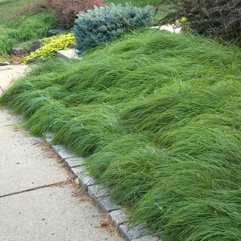 Carex pennsylvanica has fine textured green leaves that create a lush carpet