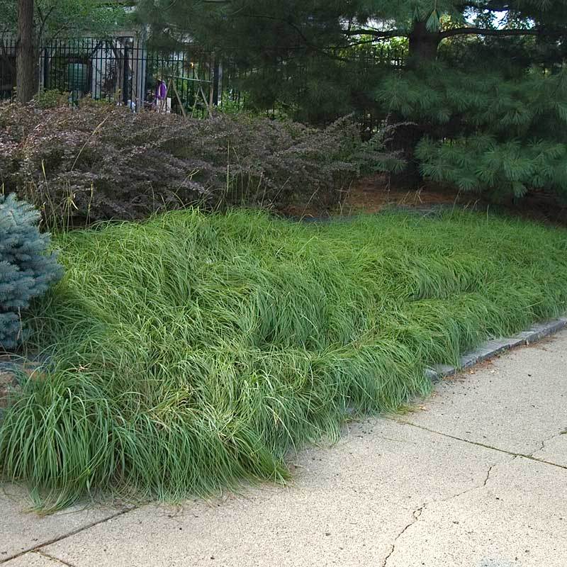 Pennsylvania Sedge is ideal for shady slopes and erosion protection