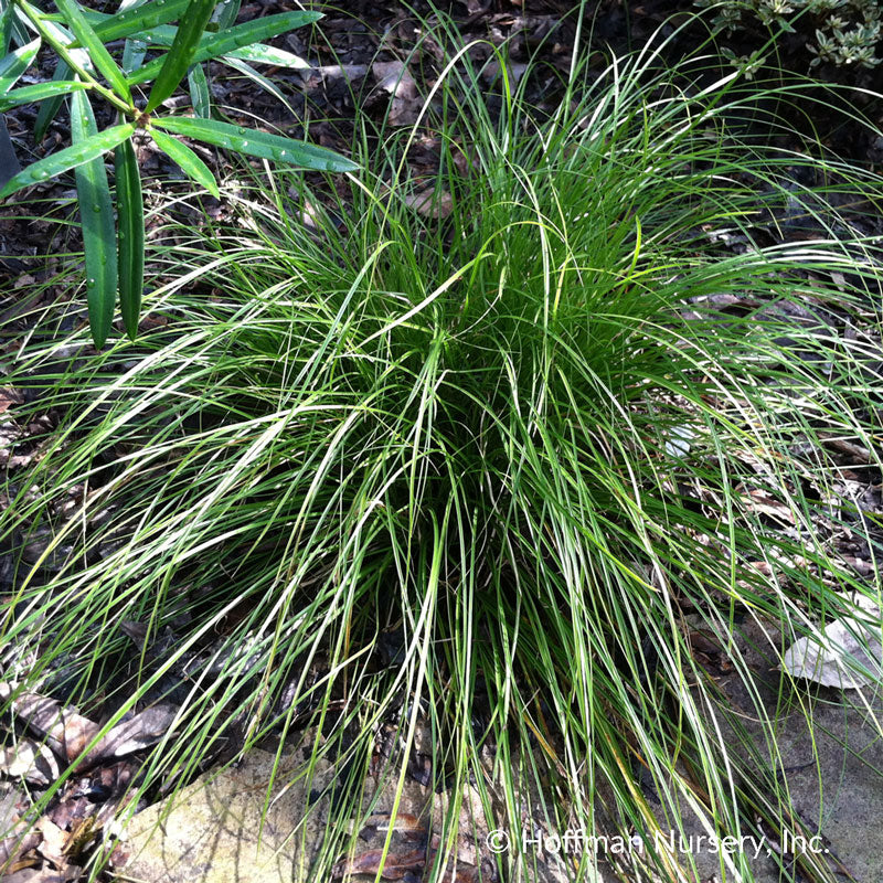 Great Description About Eastern Star Sedge
