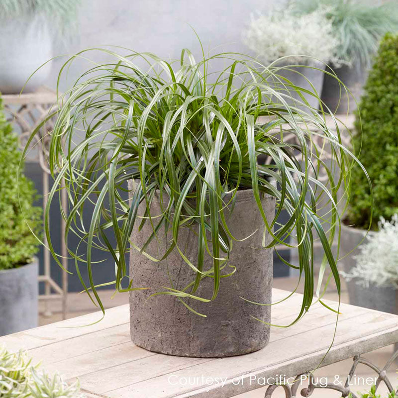 Ribbon Falls™ Sedge Dark and glossy leaves look appealing in containers.