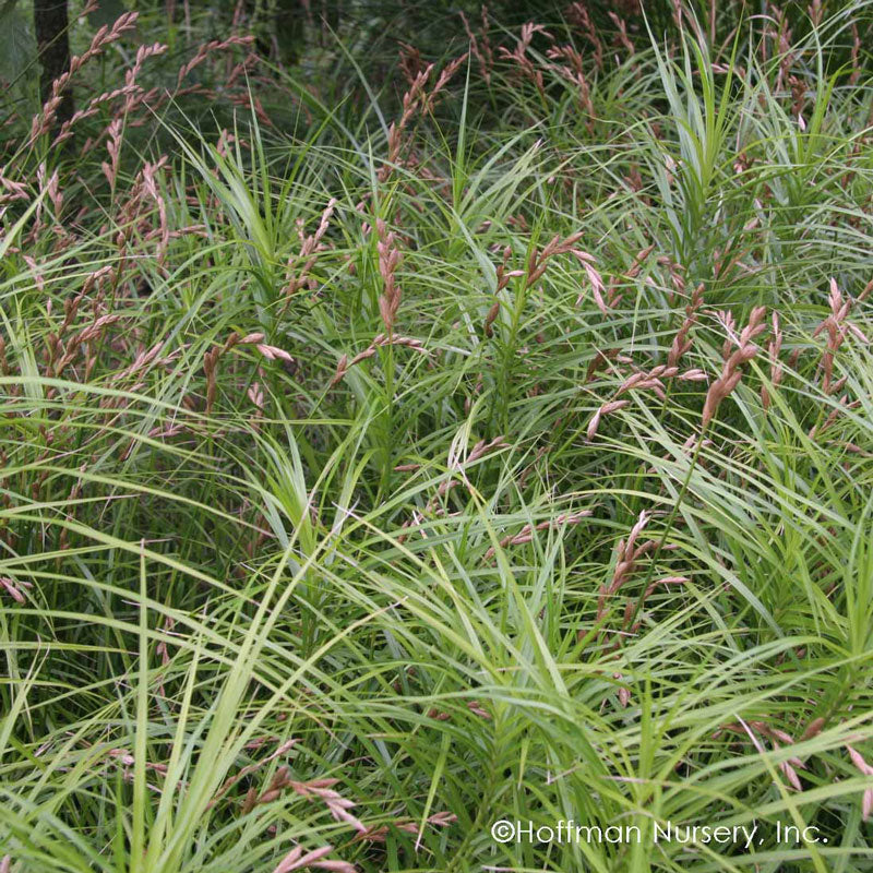 Le feuillage vert du carex des palmiers ajoute de la texture au paysage !