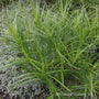 Le feuillage vert du carex des palmiers ajoute de la texture au paysage !