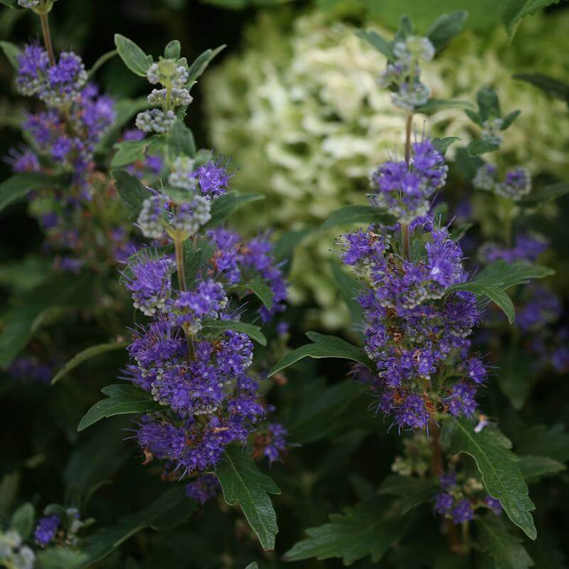 Close-up of Beyond Midnight Bluebeard's purple-blue flowers and glossy green foliage. 