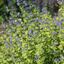 Sunshine Blue II Bluebeard is deer proof and drought tolerant