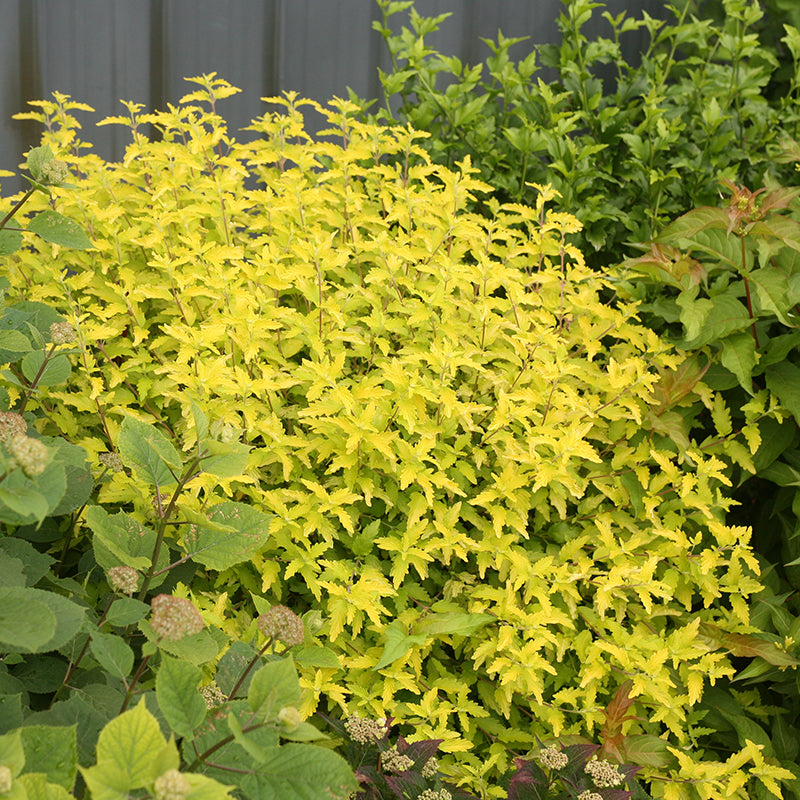 Proven Winners Sunshine Blue II Bluebeard