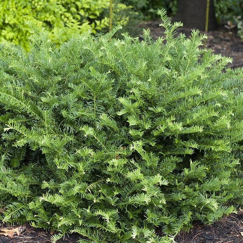 Fritz Huber Plum Yew with big, showy, glossy green needles in a garden. 