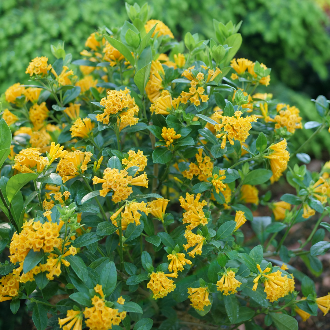 Le jasmin orange Juiced™ fleurit tout l'été, inutile de supprimer les fleurs fanées.