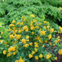Le jasmin orange Juiced™ présente des grappes de fleurs jaune-orange vif.
