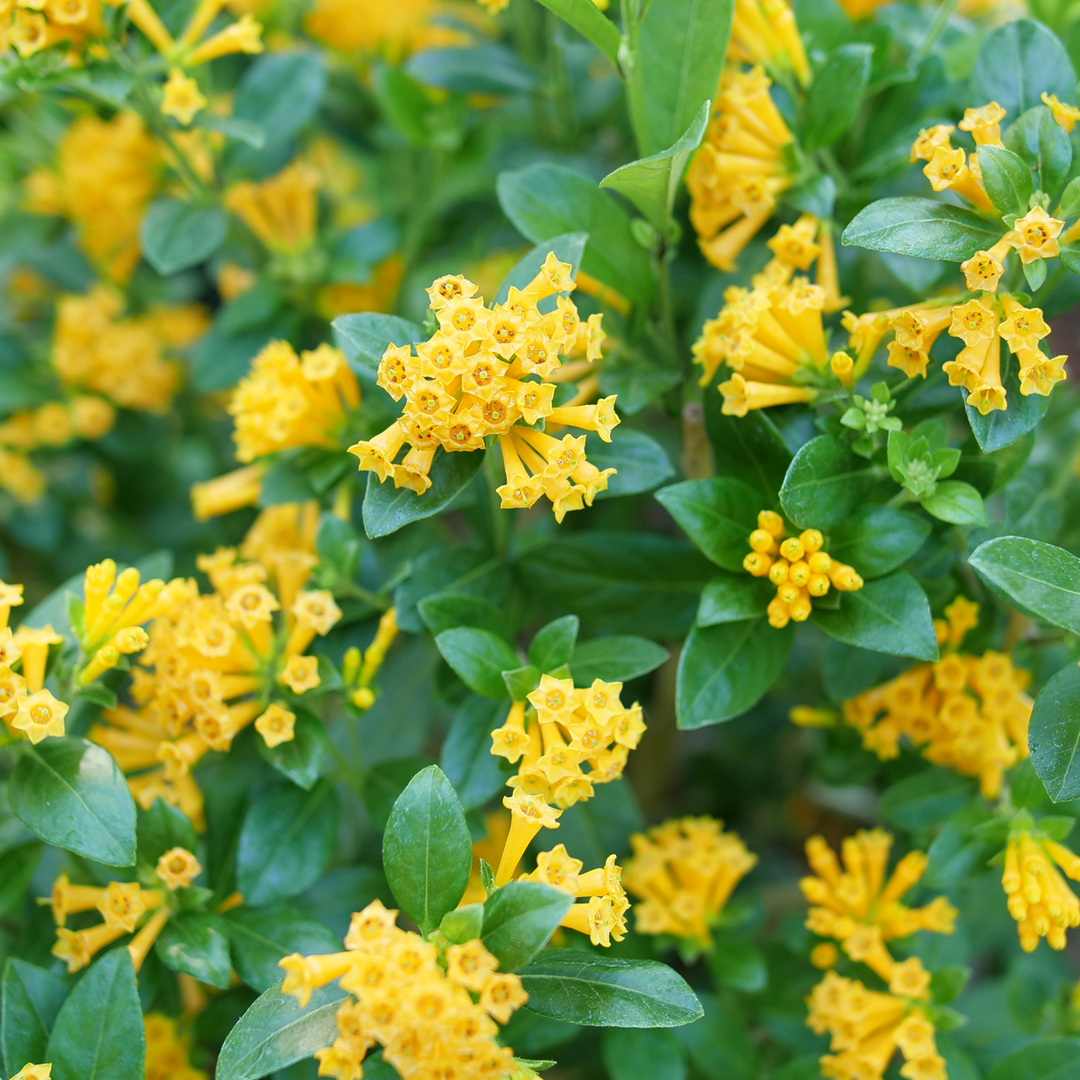 Jasmin orange Juiced™ : des grappes de fleurs jaune-orange éclatantes tout l'été.