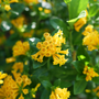 Juiced™ Orange Jessamine est propre et compact.