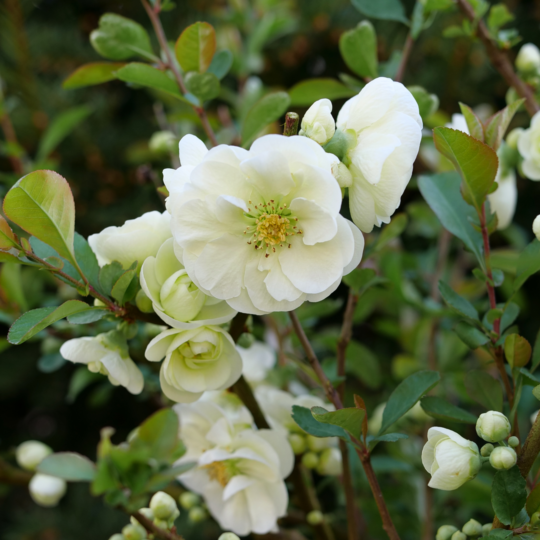 Double Take Eternal White Flowering Quince has pristine white flowers all summer long.