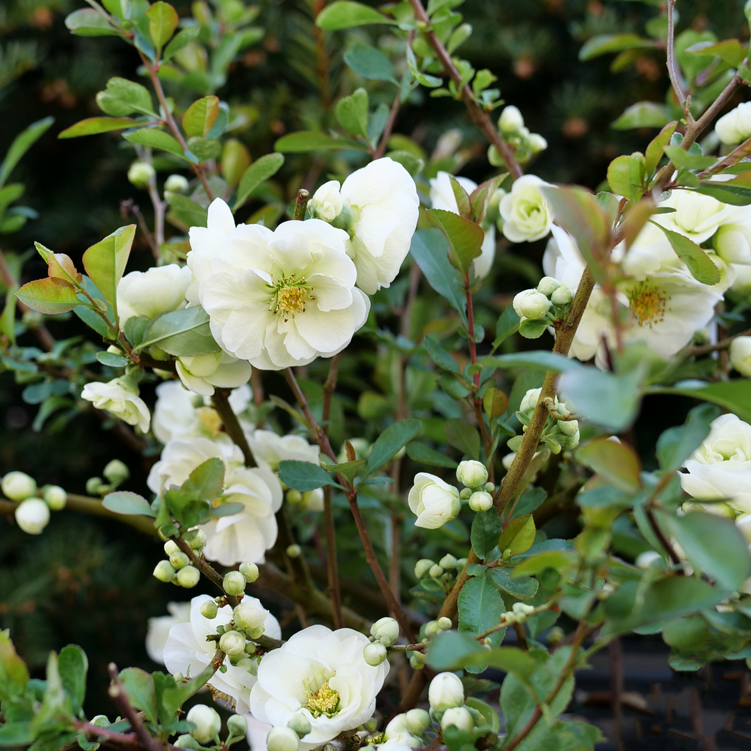 Double Take Eternal White Flowering Quince is thornless with creamy white flowers.