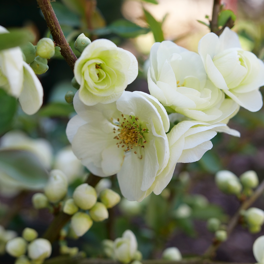 White Quince Flower