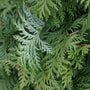 Soft Serve False Cypress fern like evergreen foliage is soft to the touch