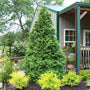 Soft Serve False Cypress deer resistant and space saving