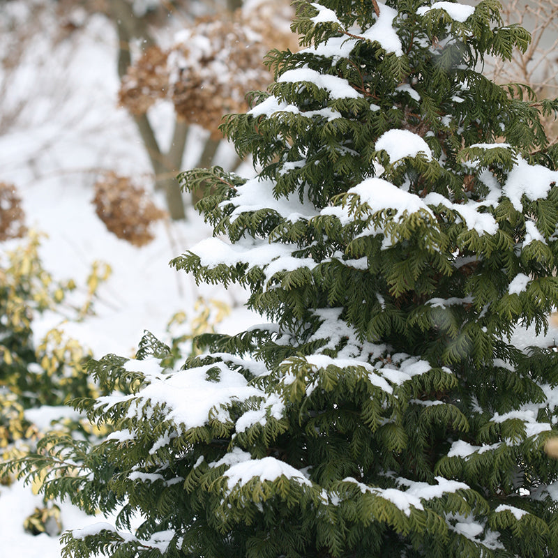 Soft Serve False Cypress native and hardy