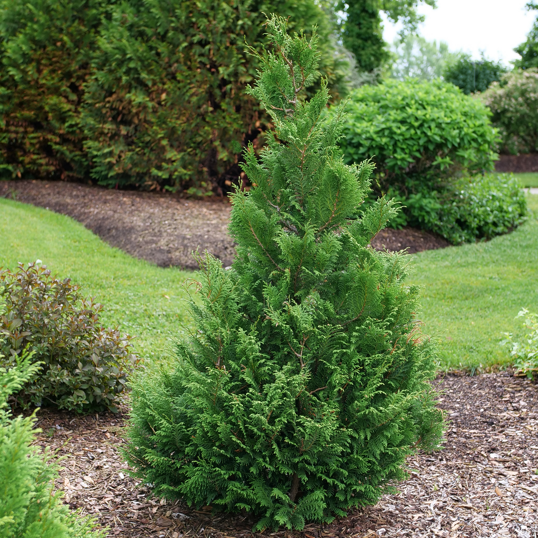 A single Cedar Rapids false cypress in a landscape bed surrounded by mulch. 