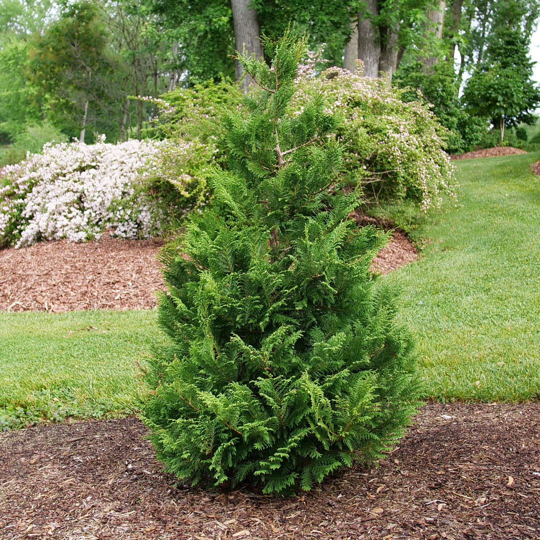A single Cedar Rapids false cypress evergreen grows in front of a bed of flowering kolkwitzia in late spring.