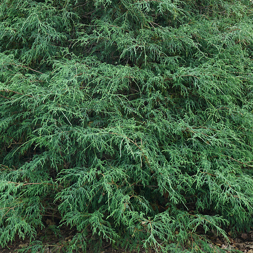 Close-up of the green textured needles of Haywire False Cypress. 