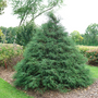 Haywire False Cypress with green threadleaf textured needles in a landscape. 