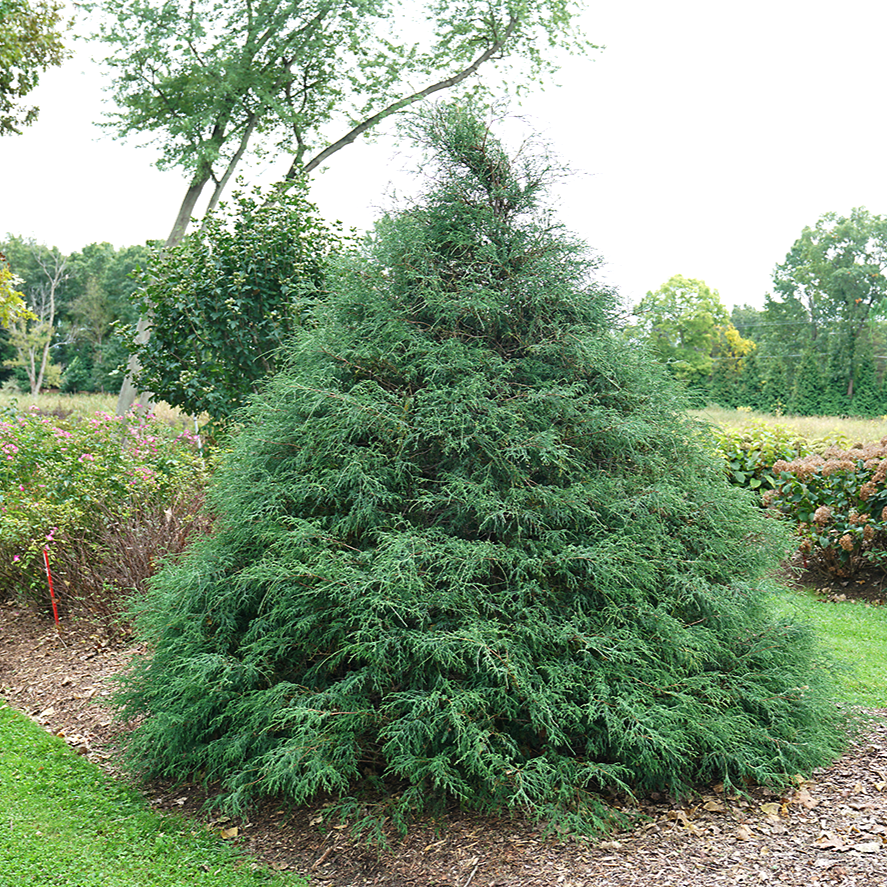 Haywire False Cypress with green threadleaf textured needles in a landscape. 