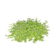 Chardonnay Pearls 3D model
