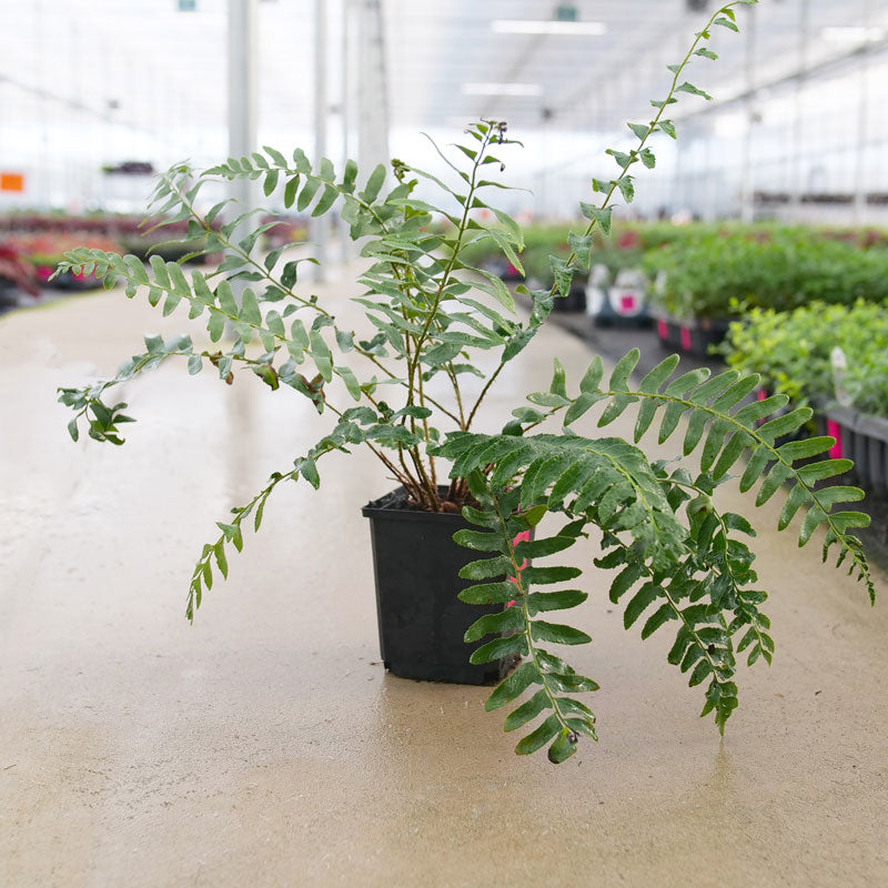 christmas fern indoor plant Christmas Fern (Polystichum)