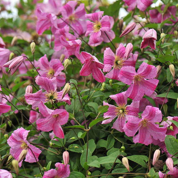 Clematis-Pink-Mink-1_grande.