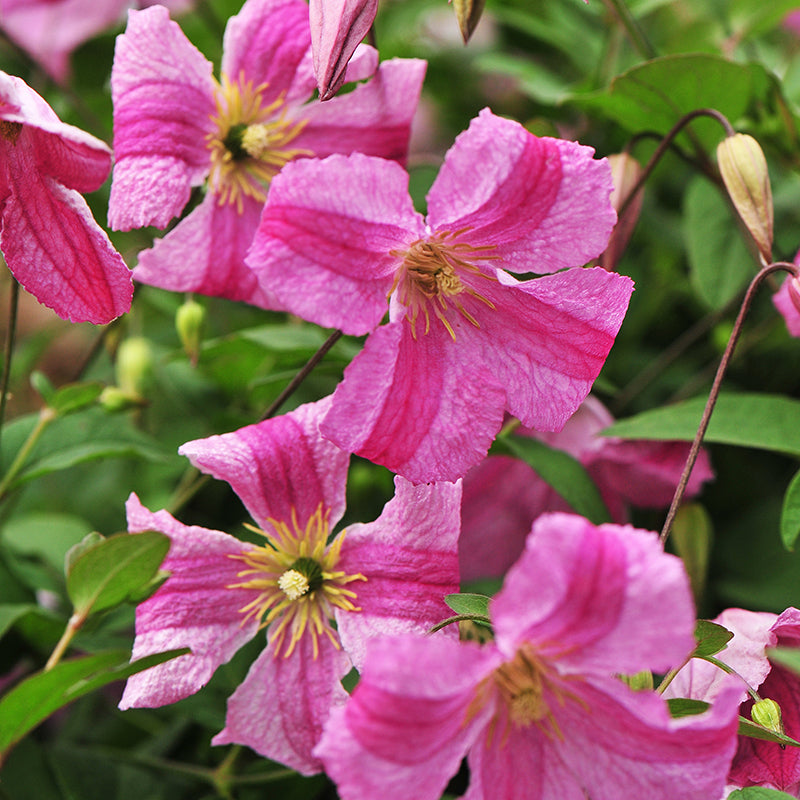 Clematis Pink Mink has large blooms with a pinch of extra pink in the center