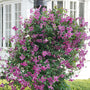 Pink Mink clematis is perfect for covering fences and arbors