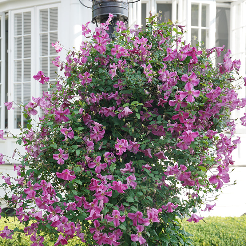 Pink Mink clematis is perfect for covering fences and arbors
