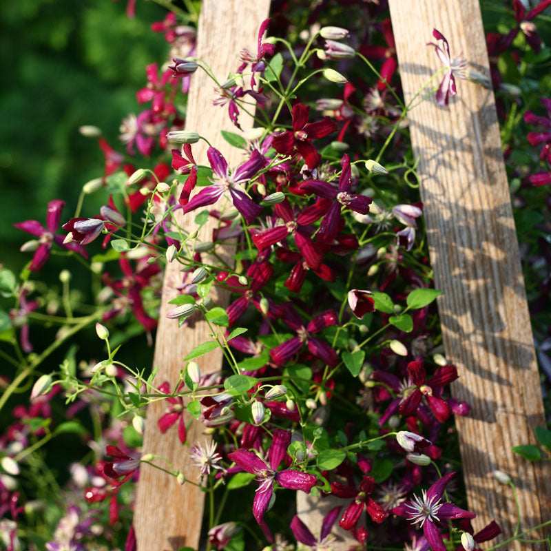 Gros plan sur les fleurs éclatantes couleur canneberge de la clématite Sweet Summer Love. 